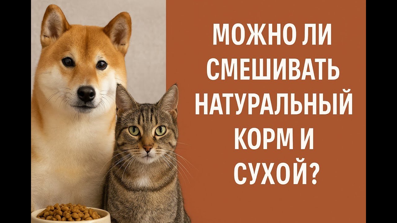 Что будет, если кормить собаку или кошку натуралкой и дополнять сухим кормом и наоборот
