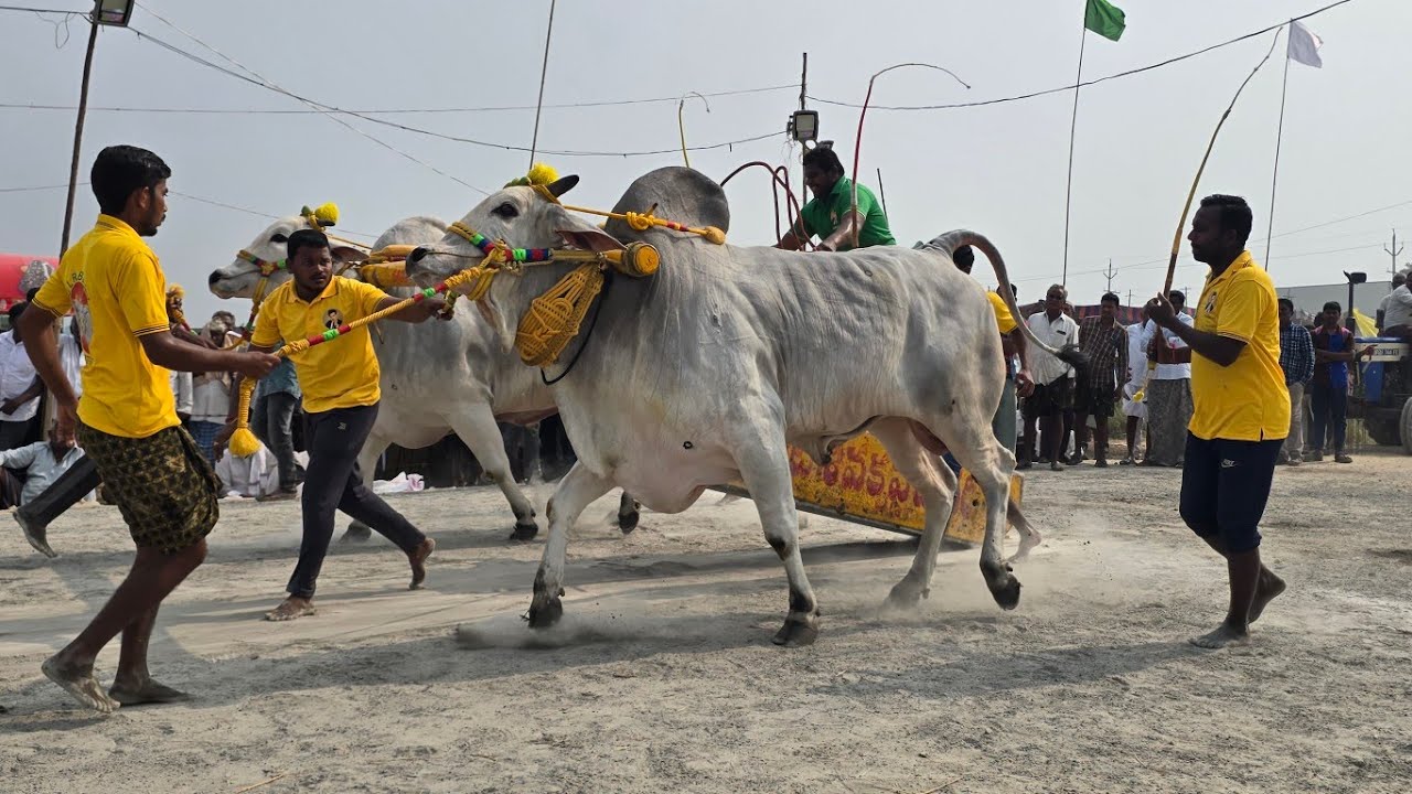 బుడంపాడు గ్రామం 5jata GLR bulls గరికపాటి లక్ష్మయ్య చౌదరి గారు పెదగొట్టేపాడు