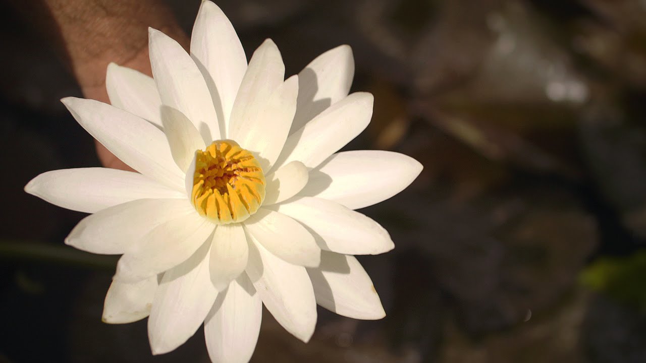 Tropical Water Lilies - Trudy Slocum White – 6/6