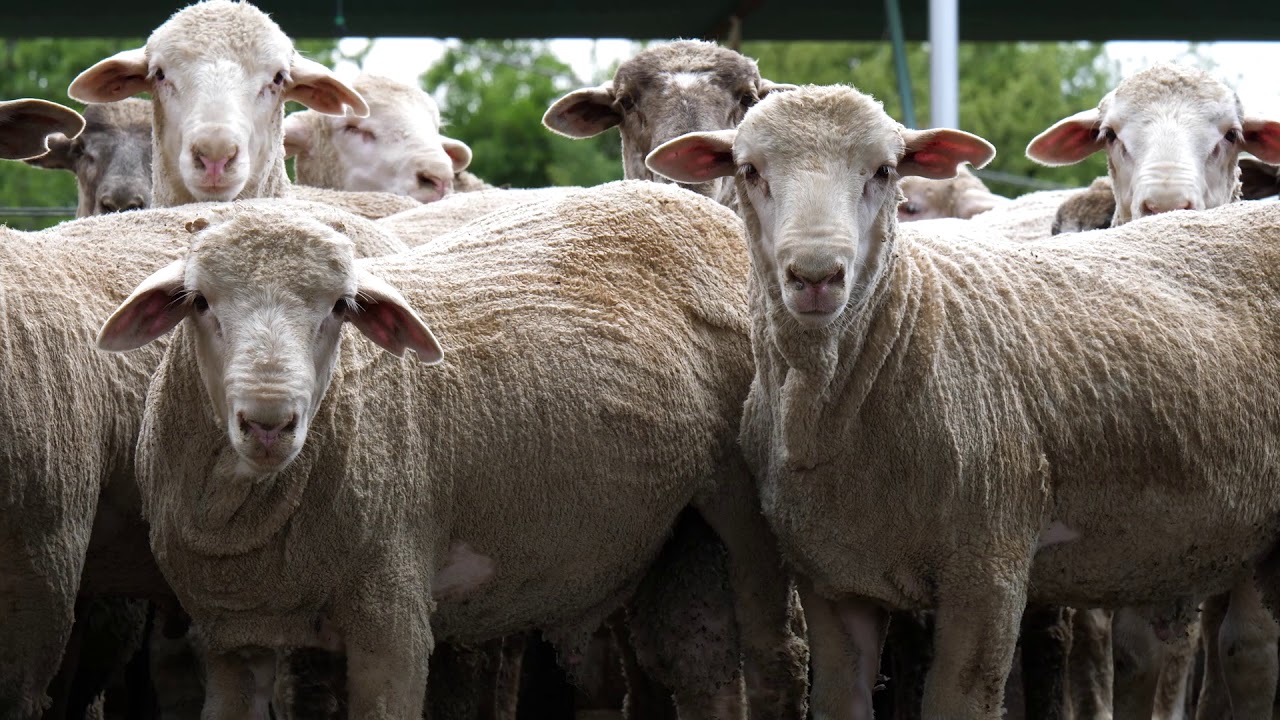 Burgersdorp Vetvee & Slagvee Veiling HD