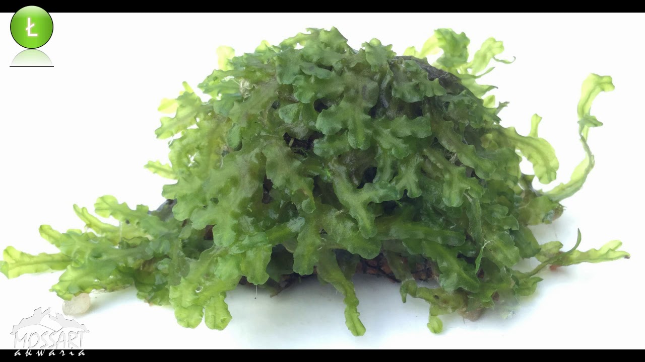 🌿Monosolenium Tenerum🌿