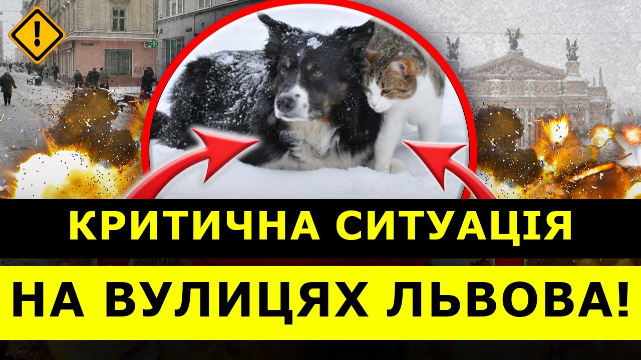😱Тварини МАСОВО ЗАМЕРЗАЮТЬ! Львівʼян закликають ЕКСТРЕНО ДОПОМАГАТИ! | ЧУВ