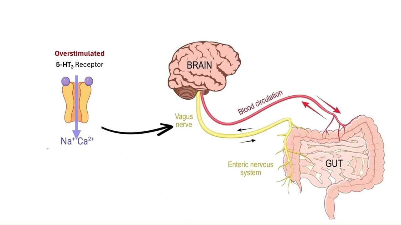 Why Do Selective Serotonin Reuptake Inhibitors (SSRIs) Cause Nausea and Diarrhea? | Pharmacology