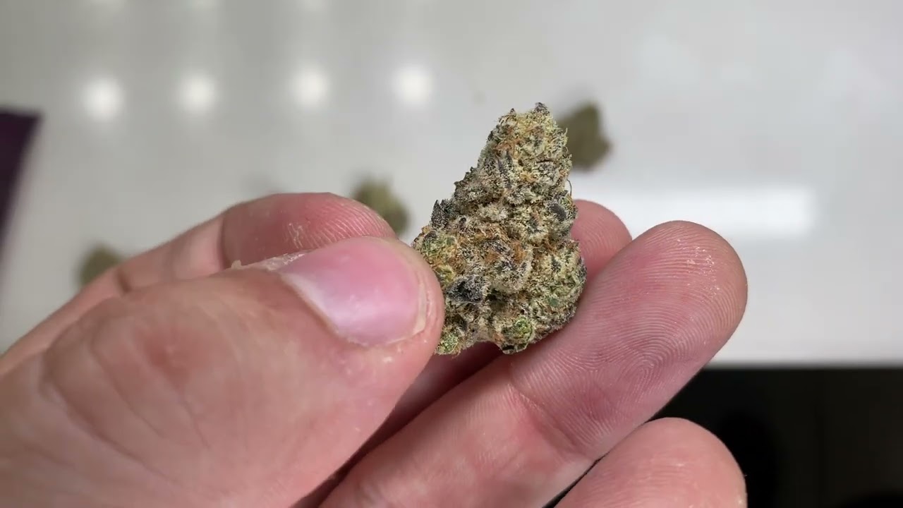 Molotov- Bred by Jungle Boys