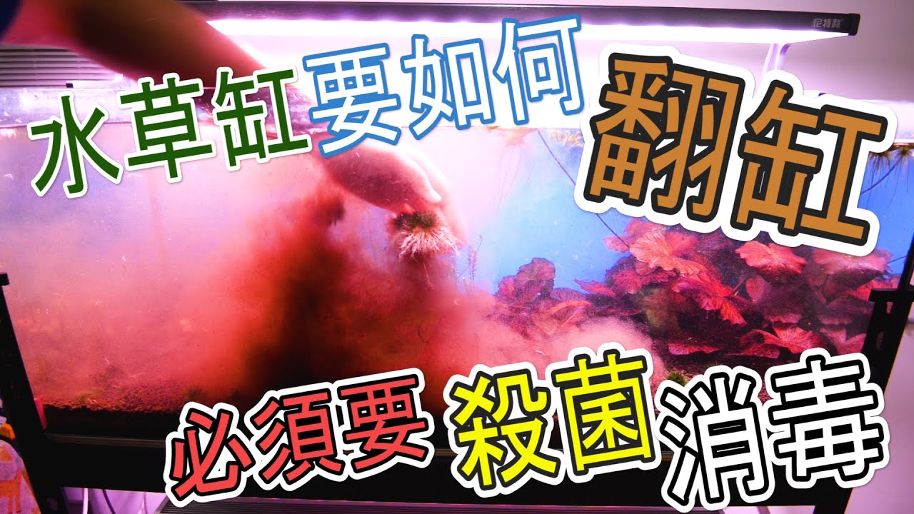 水草新手篇36 |當你人生第一次翻水草缸|必須要做的幾點事情| 水草才會越種越好|