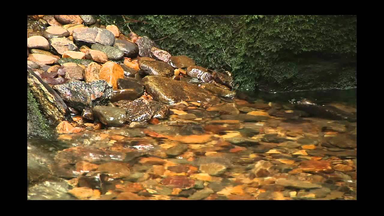 Mindfulness Meditation - Quick 15 Min Stress Relief Version