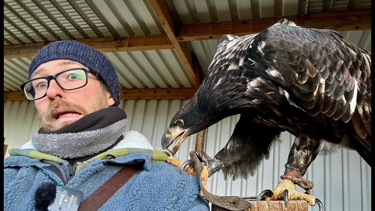 Steppenadler fliegen weit, Ackbar wird besser und mehr 🦅🦉😊 - Greifvogelwarte Feldatal
