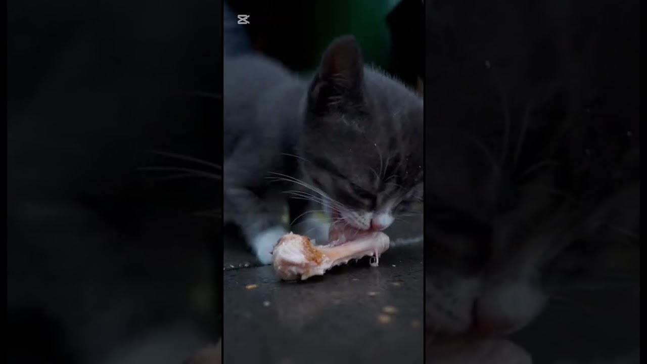 Sad story about kitten with happy ending #catstory #sadstory #kitten #cute