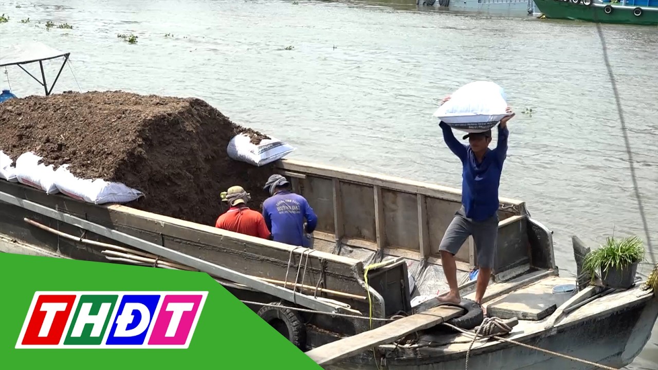 Sau Tết, giá phân rơm tại Làng hoa Sa Đéc vẫn tăng | THDT