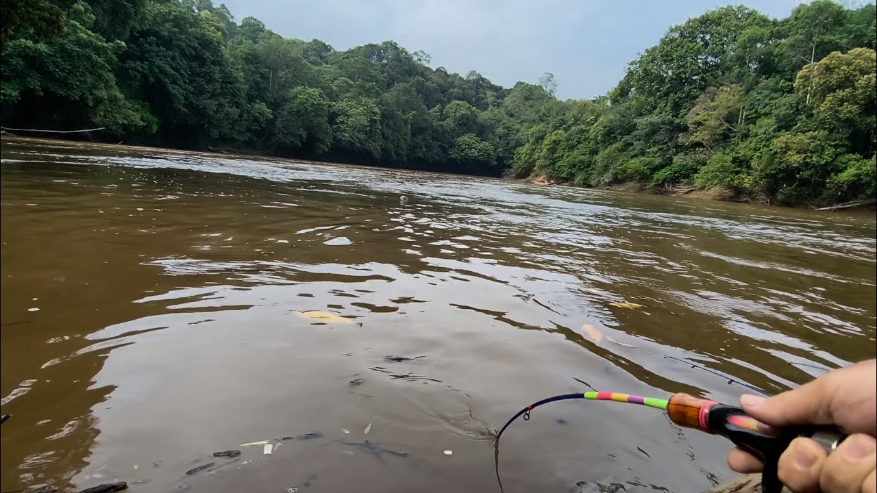 Joran diseret ke dalam air || Mancing udang galah di sungai pedalaman hutan Kalimantan 
