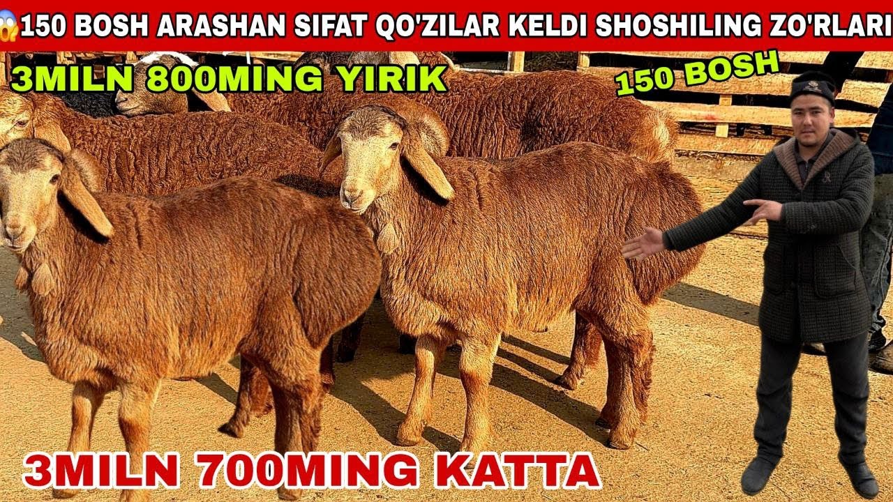 😱150 Bosh 3miln 700ming arashan sifat qo’chqorlar keldi 3miln 800ming yirik katta qo’zilar keldi sh
