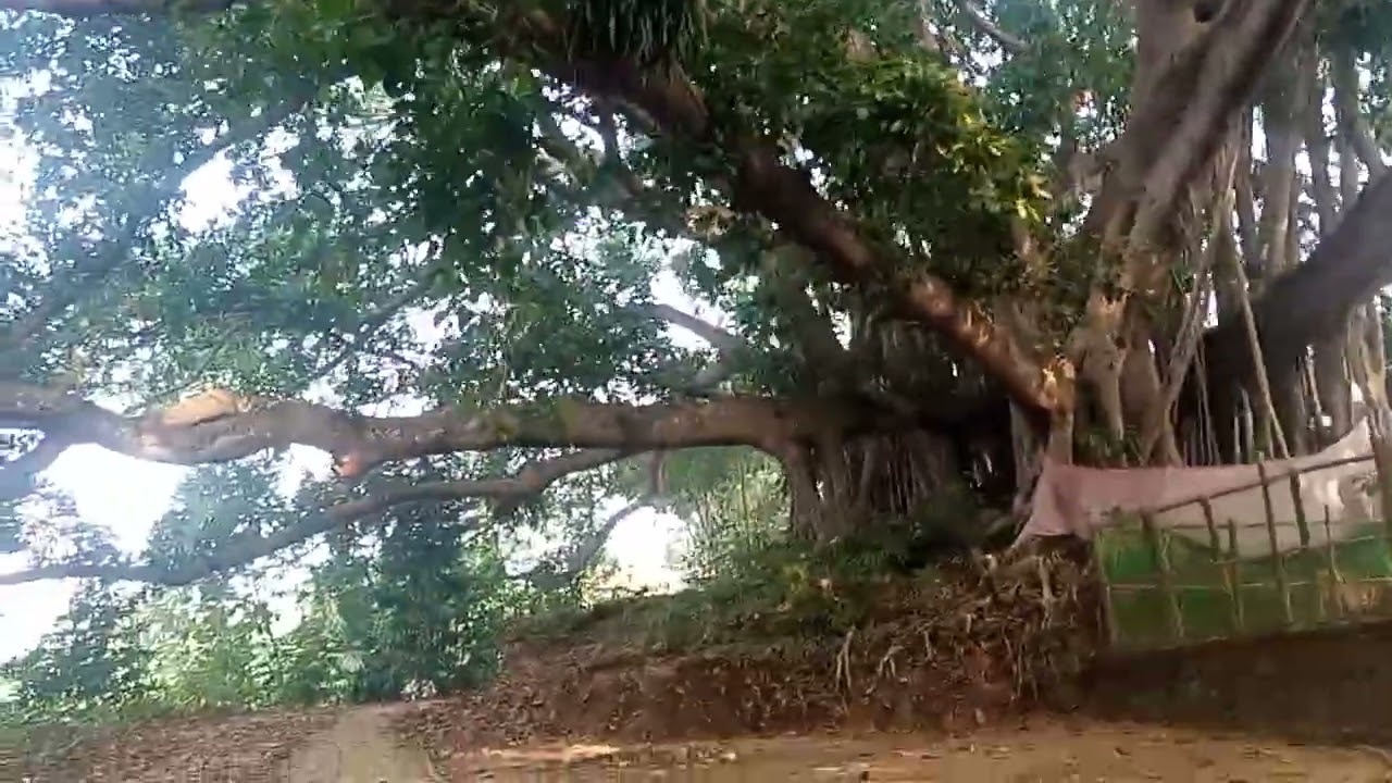 🌳 Look How Old and Big This Banyan Tree Is! 🌳
