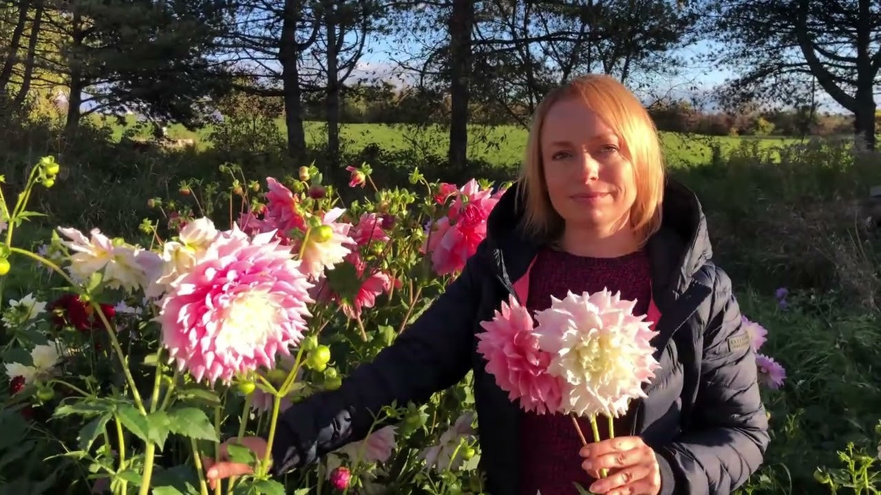 A walk through the dahlia garden of Lily from Lily's Garden Store