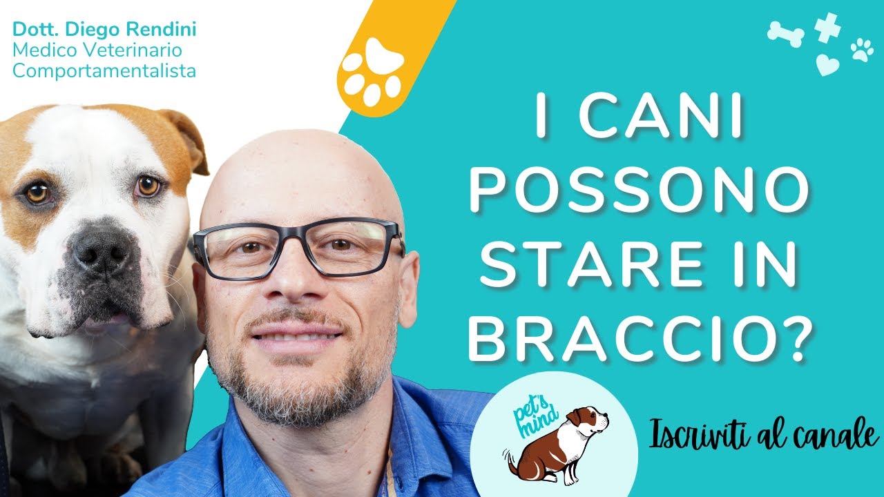 I cani possono stare in braccio?