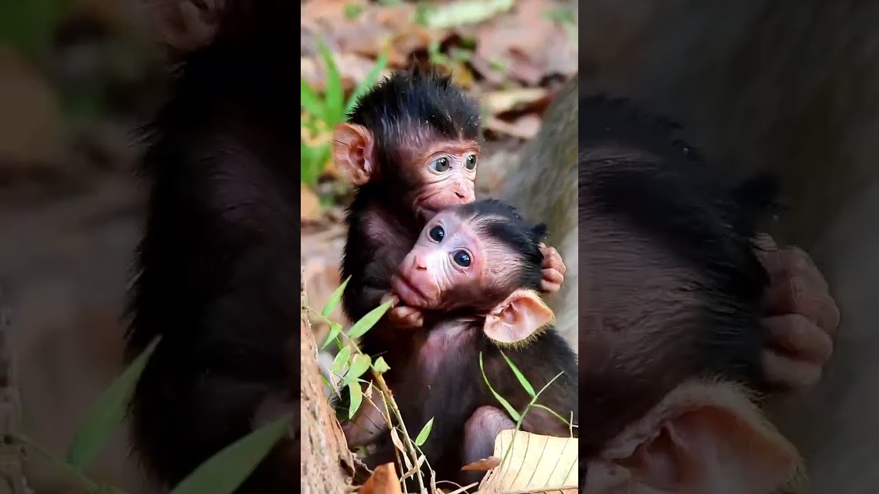 Monkey Grab In Cambodia Good All Monkeys In Khmer #302