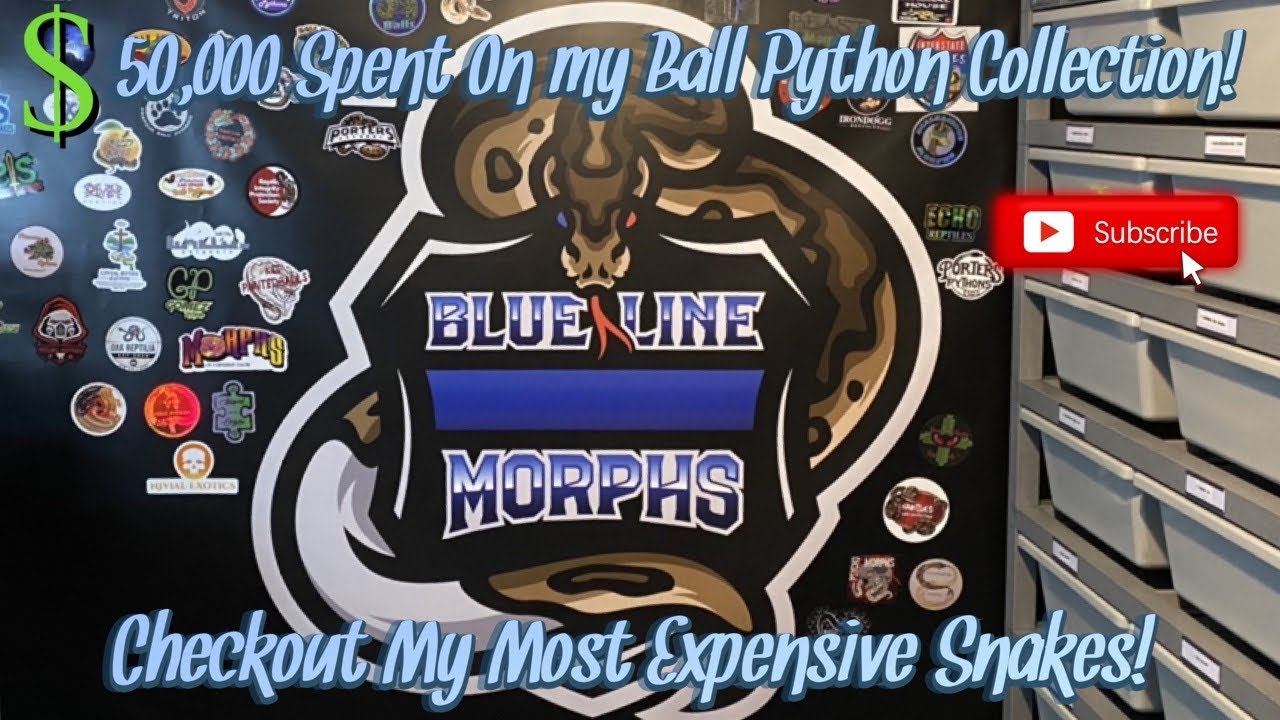 $50,000+ Spent On My Ball Python Collection! Check Out My Most Expensive Snakes!