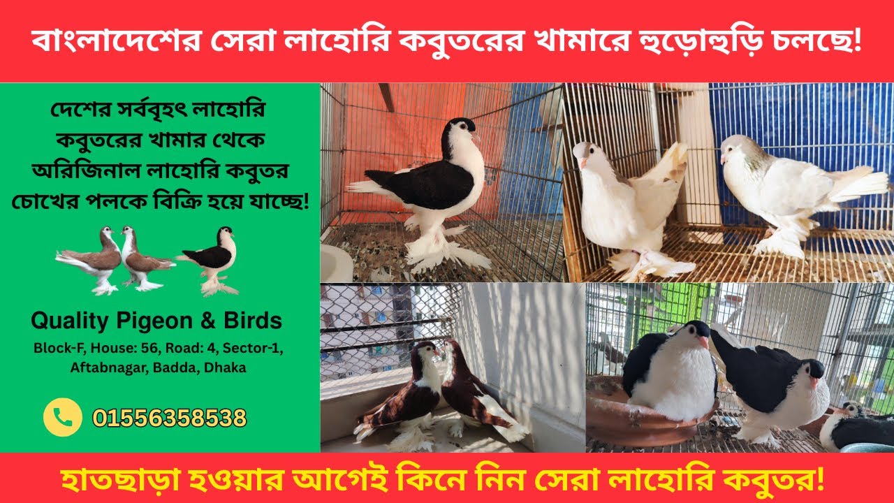 শেষ সুযোগ! বাসা পরিবর্তনের কারণে বাংলাদেশের সেরা লাহোরি কবুতর বিক্রি হবে একদম পাইকারি দামে!