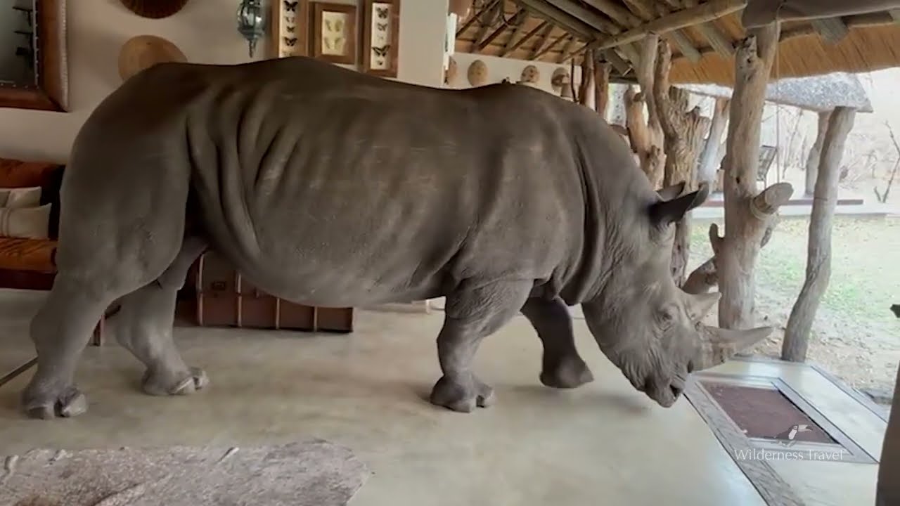 Rhino Walks into Safari Lodge - Camelthorn, Zimbabwe