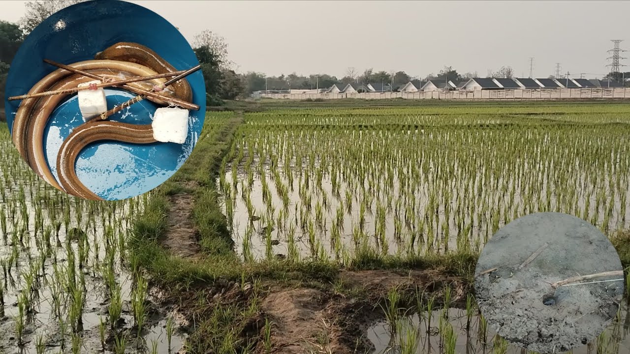สายตึงเปรี๊ยะเลย มันอยู่ในรูสู้มือดีมาก