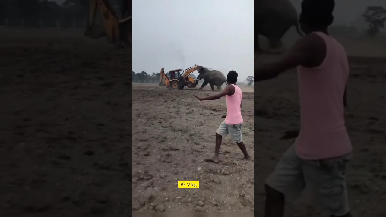 Elephant 🆚 JCB Fighting.   #shorts  #Elephant #Attack #jcb