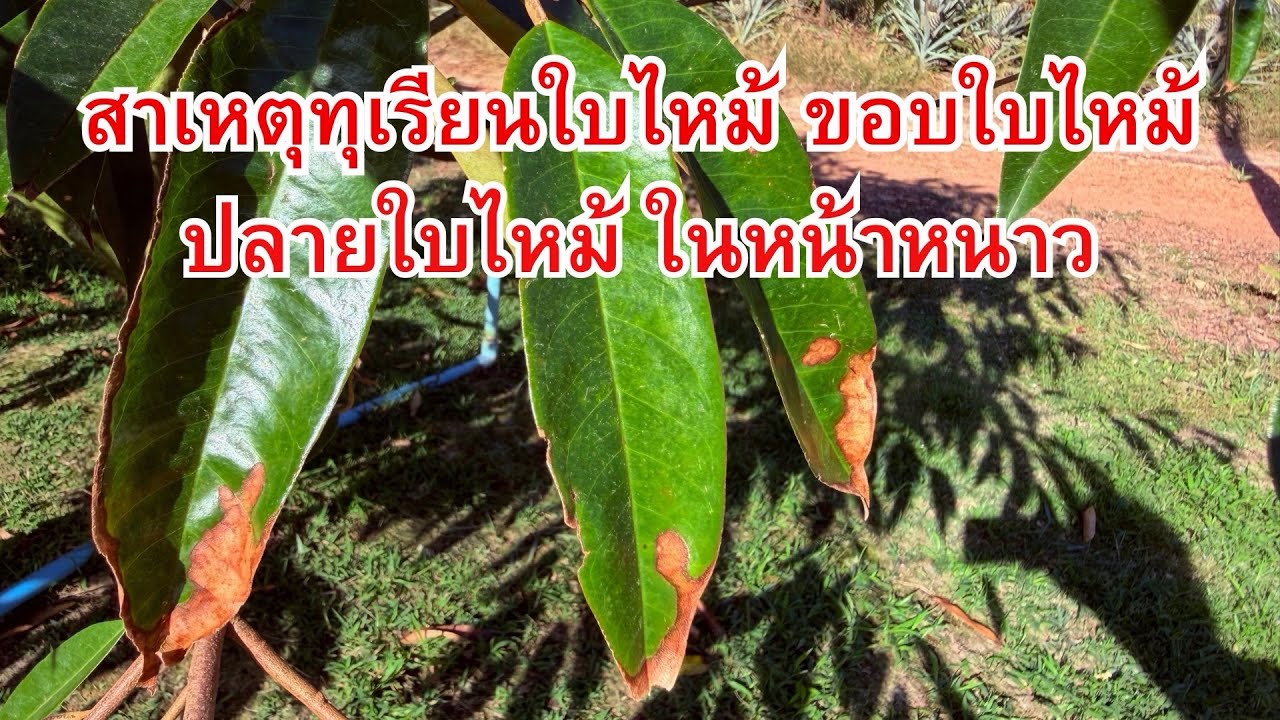 หน้าหนาวทุเรียนใบไหม้ ขอบใบไหม้ ปลายใบไหม้เกิดจากสาเหตุนี้