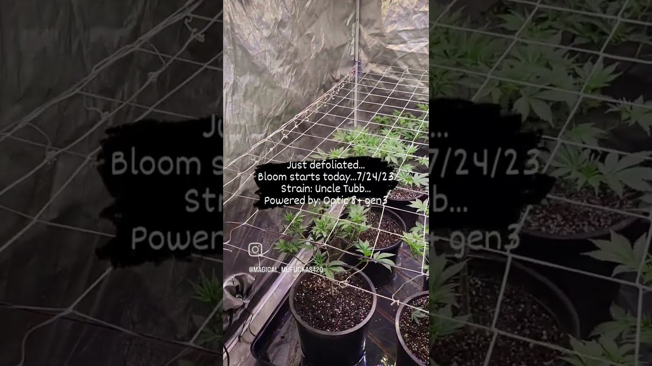 Optic 8+ Gen3 LED Grow Tent @magical_mufukas