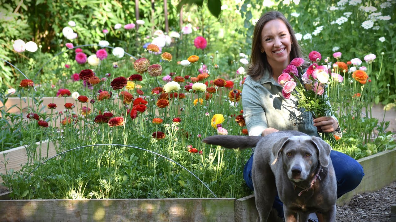 Cut Flower Garden Deep Dive! How Climate, Pests, Diseases, & Heat Influences the Best Cut Flowers 💐💖