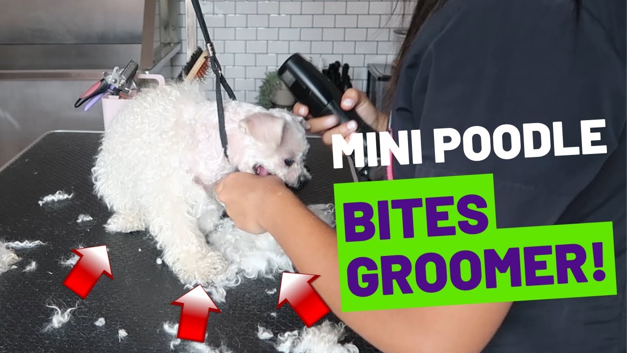 YOU WON'T BELIEVE HOW MANY TIMES THIS MINIATURE POODLE BIT THE GROOMER | RURAL DOG GROOMING