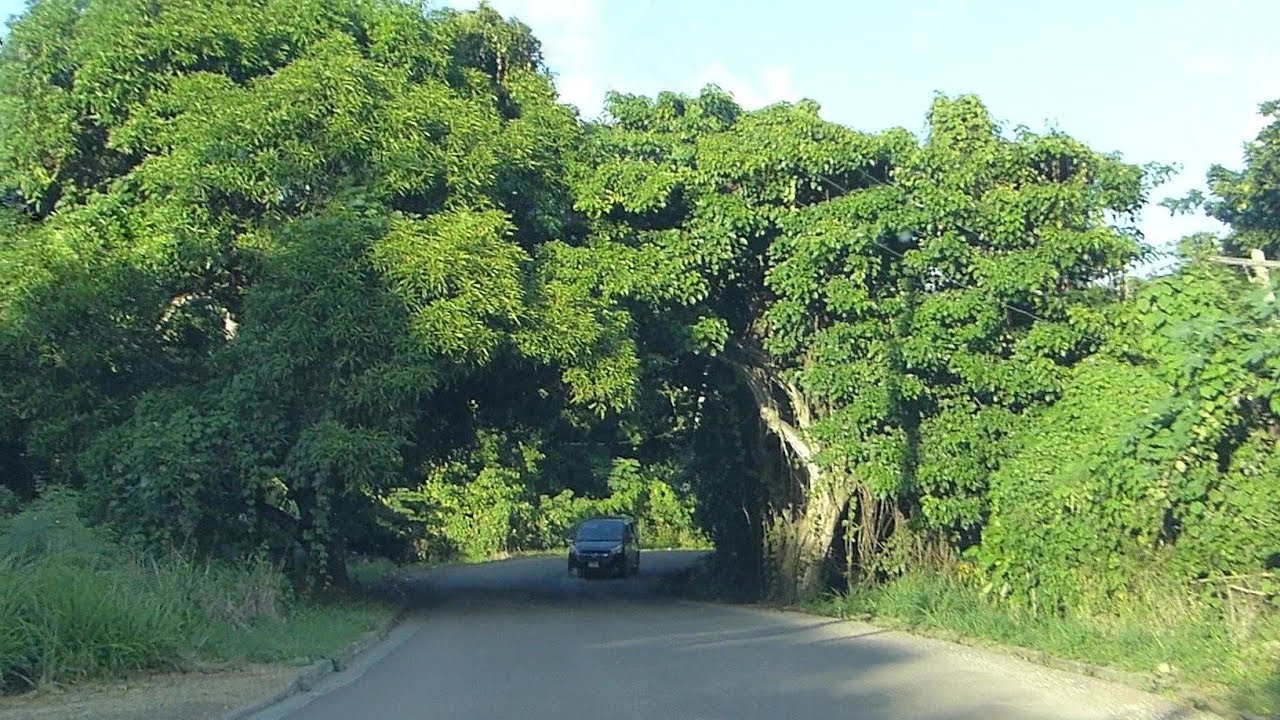 Road Trip - Фиг Три Драйв - Антигуа