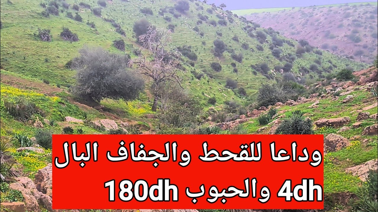 باباي النخالة باباي العلف الغابة خرجات عقلها بالربيع