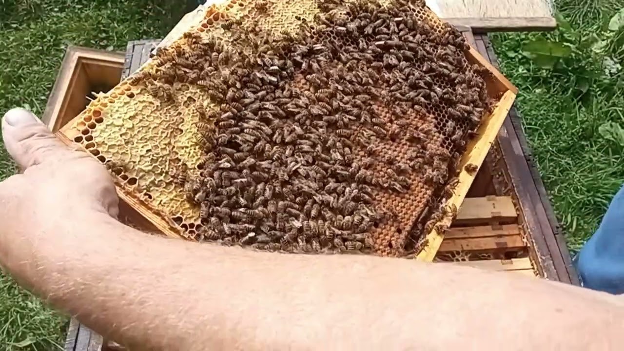 Pokazuję jak układam gniazdo do zimowli #bee #beekeeping #beekeeper