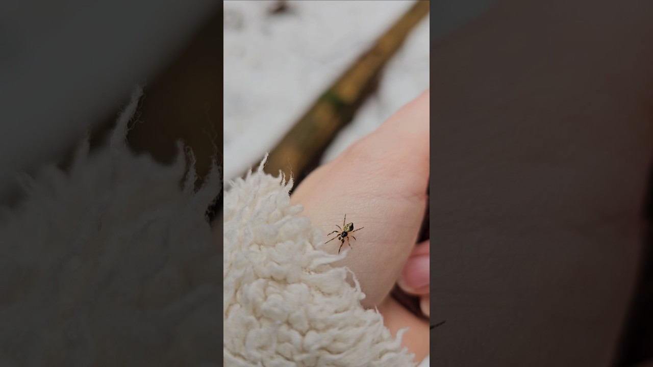 Conical Trashline Orbweaver / Kuprainais riteņzirneklis (Cyclosa conica) #spider