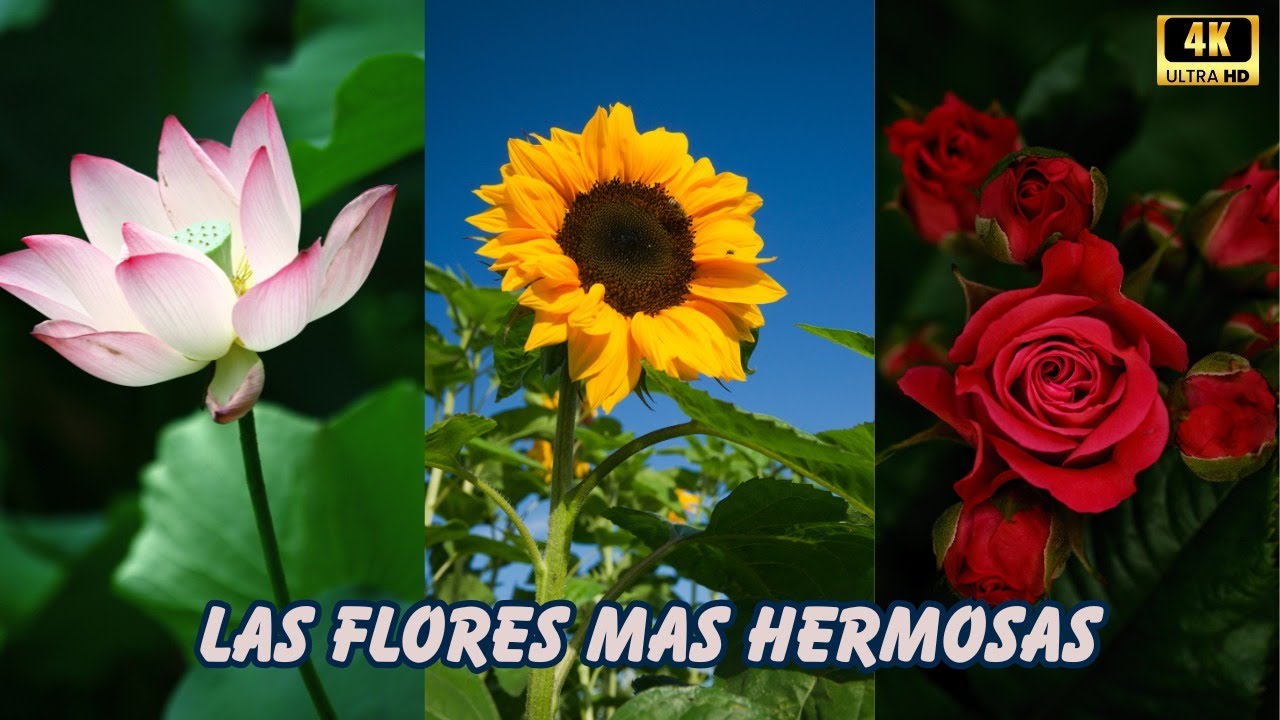 FLORES: Las M&aacute;s HERMOSAS y Espectaculares Del Planeta | Documental Parte 1