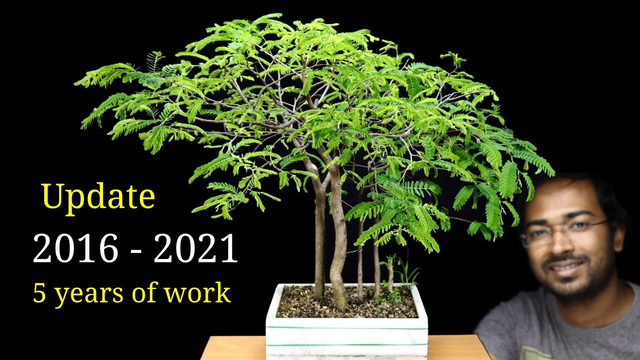 How to Easily make a bonsai tree | Tamarind bonsai making for beginners