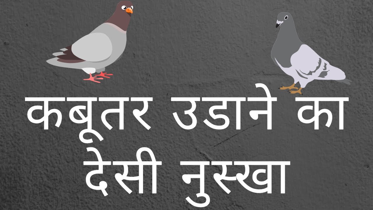 kabooter udane ka desi nuskha by BABBU KAINTH 8872117070,,9417399235