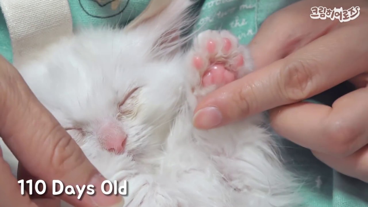 너무 사랑스러웠던 어린 시절 고양이 성장기