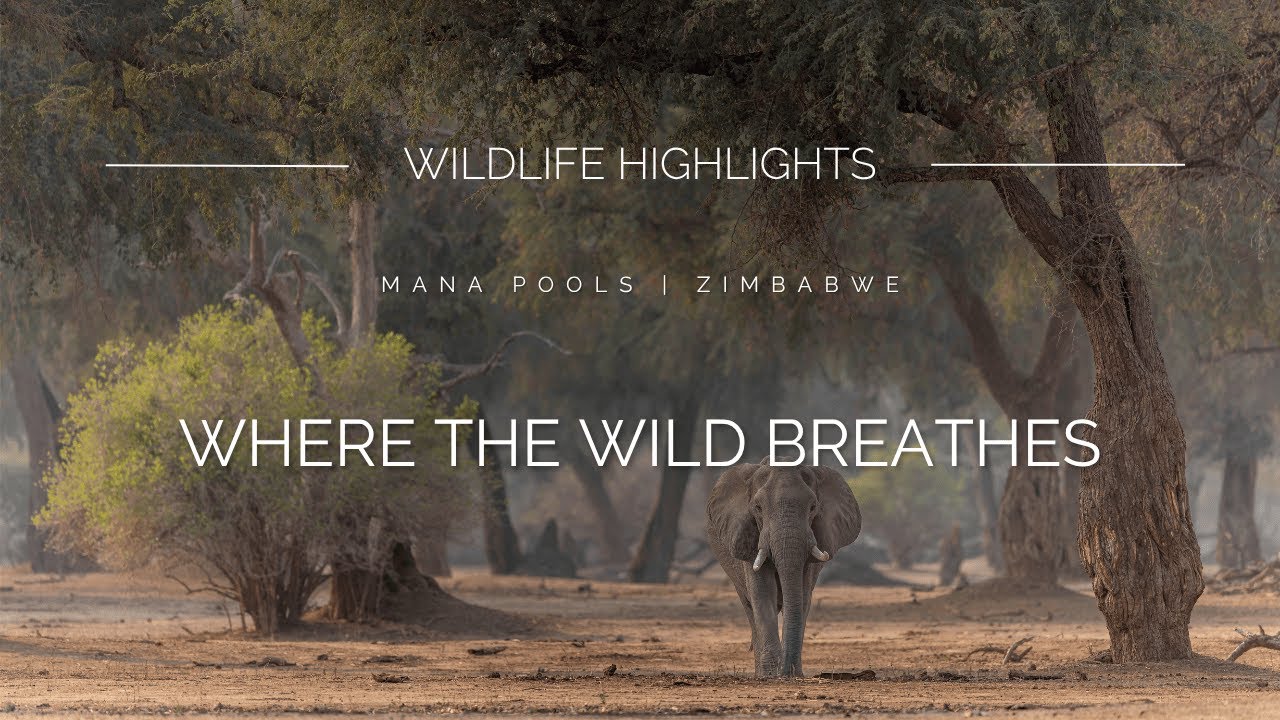 WILDLIFE HIGHLIGHTS IN 4K | MANA POOLS 2025