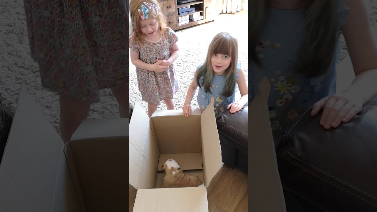 English bulldog puppy. Surprised my daughters