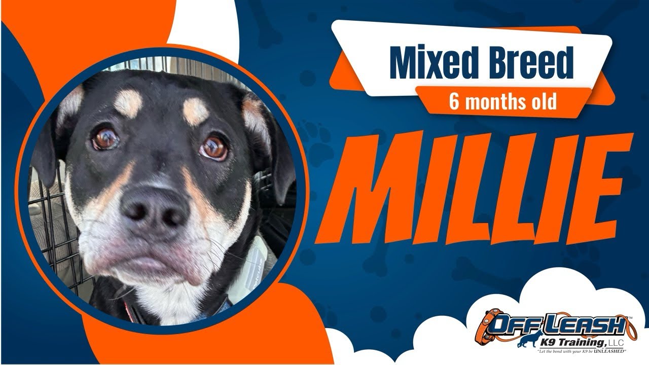 Freedom Board & Train - 1WK B&T | 6 Month Old | Mixed Breed Millie