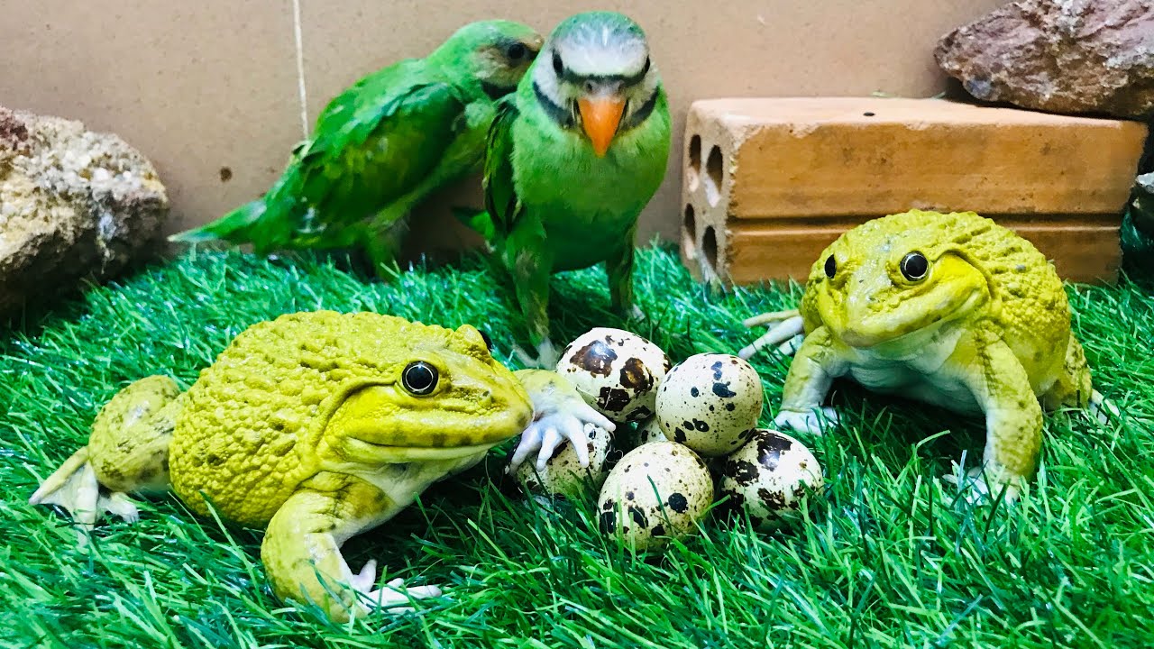 Hero frog protect parrot &lsquo;eggs