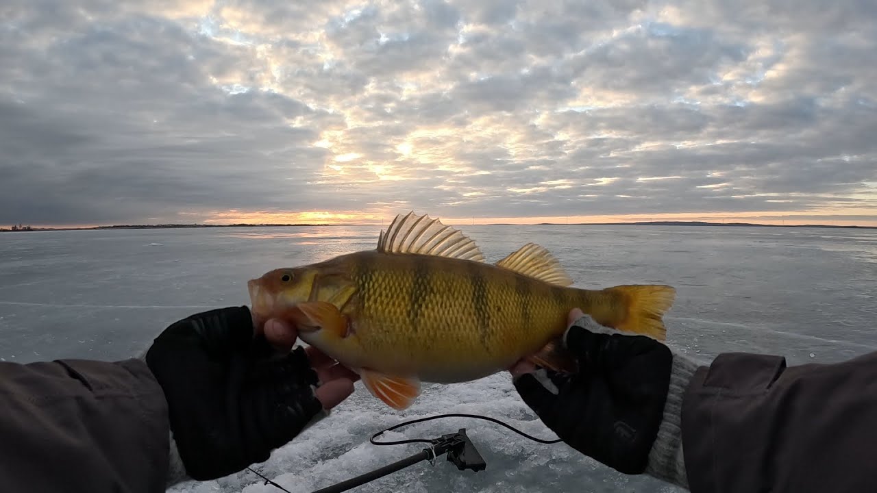 Devils Lake Perch - Devils Lake ND 2-Day Adventure - Perch & Walleye!