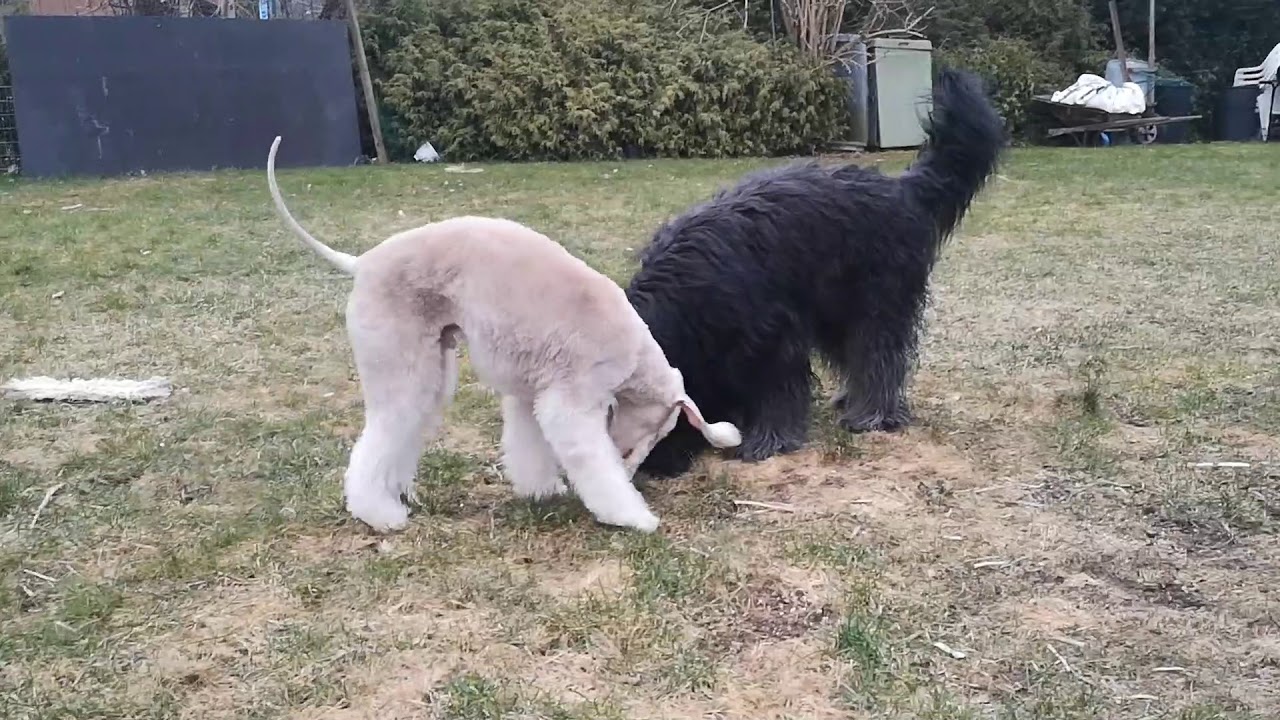 Bedlingtonterrier aktiv vs. passiv