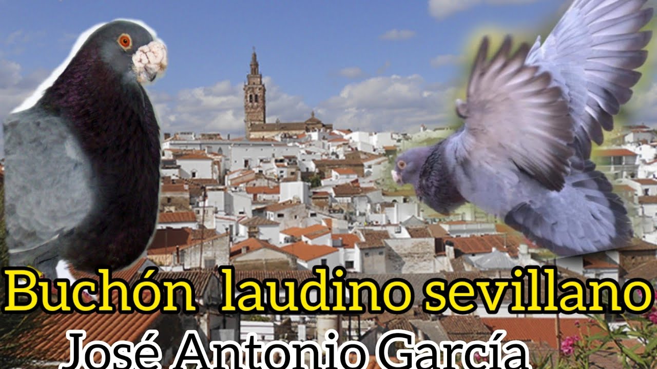 El Palomar de José Antonio García de Badajoz. Criador del (Laudino Sevillano)