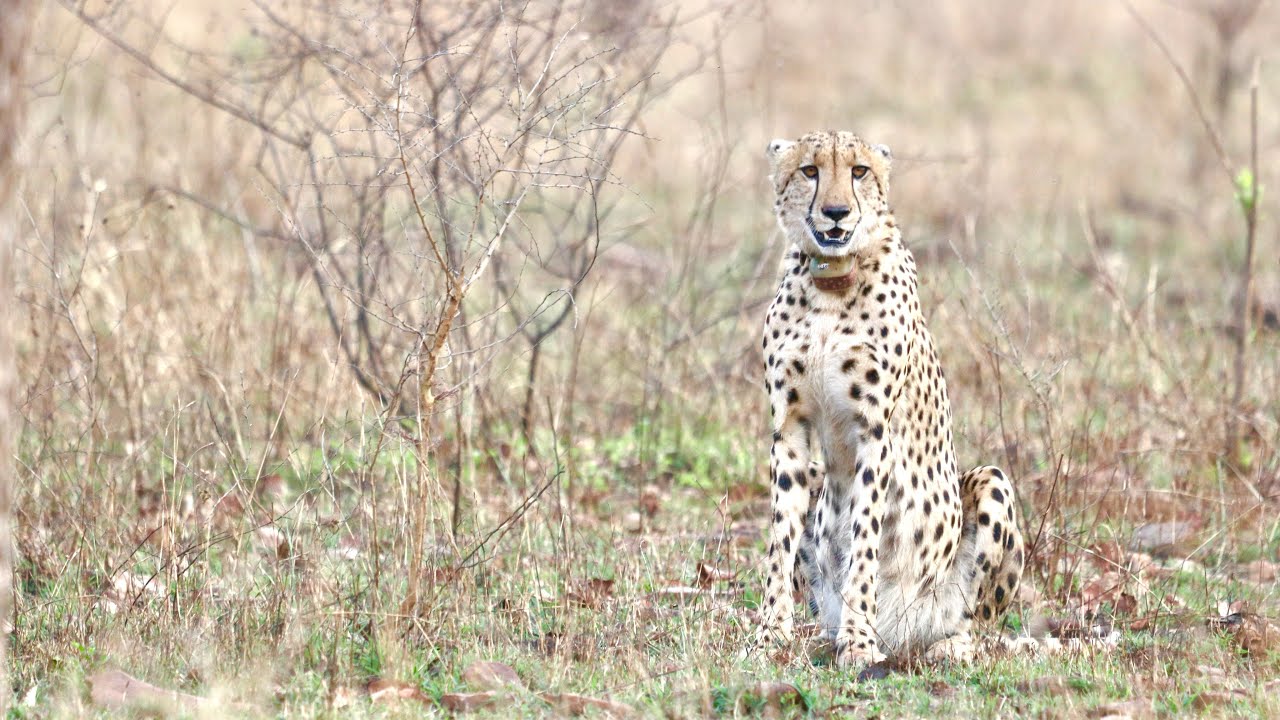 Rare Sighting! India&rsquo;s Own Cheetah in Kuno National Park