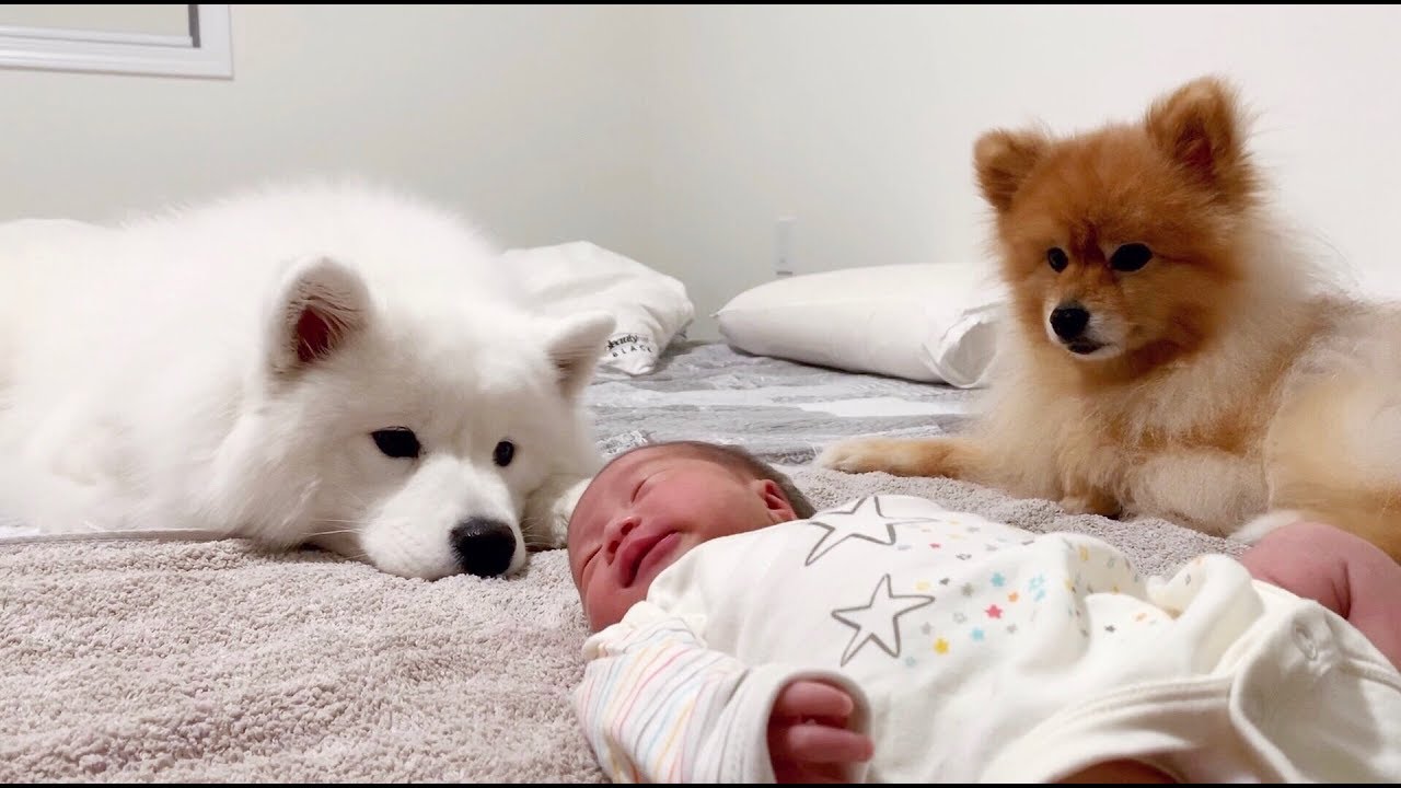 Вейяу которая не может уйти и остается рядом со своим новым братом ^-^
