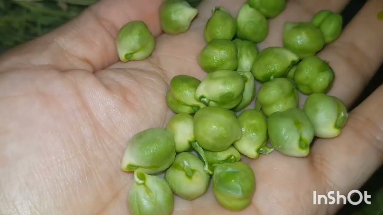 موعد، وكيفية زراعة الحمص .