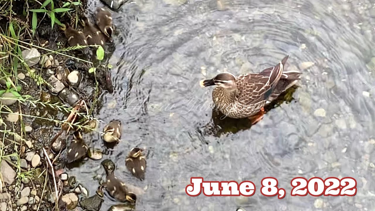 Spot-billed Ducklings  カルガモひな7兄弟（2022）カルガモ親子に出会いました June 8, 2022