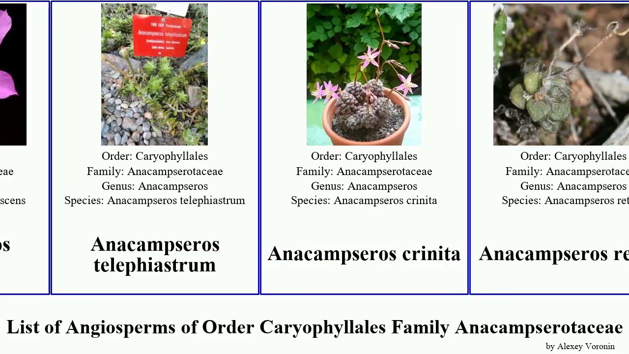List of Angiosperms of Order Caryophyllales Family Anacampserotaceae anacampseros arroyo rufescens
