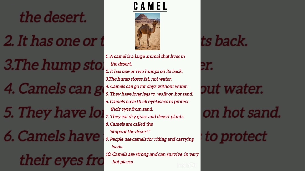 Essay on Camel | 10 lines about Camel | About Camel |#learning #camel #essay #reading