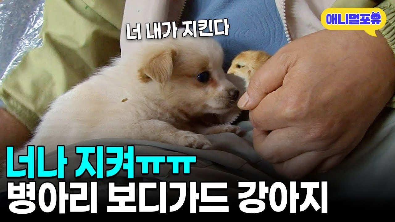 병아리 지키라고 데려왔는데 너무 귀여워요…😍 시고르자브종 아기 강아지와 삼형제ㅣKBS 인간극장 방송